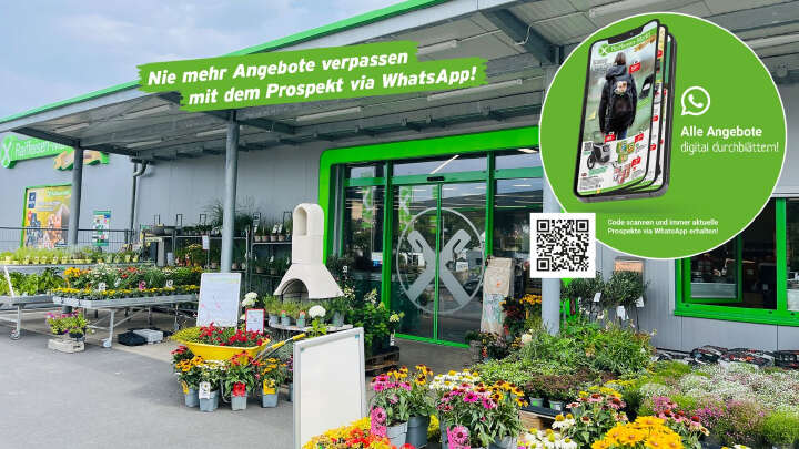 bild whatsapp